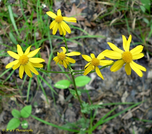 {Packera crawfordii}